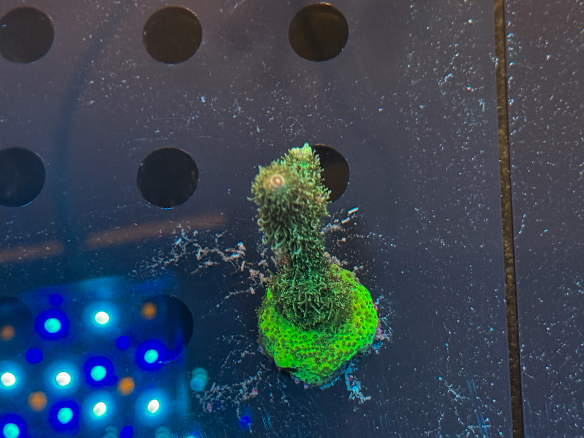 Acropora sp.