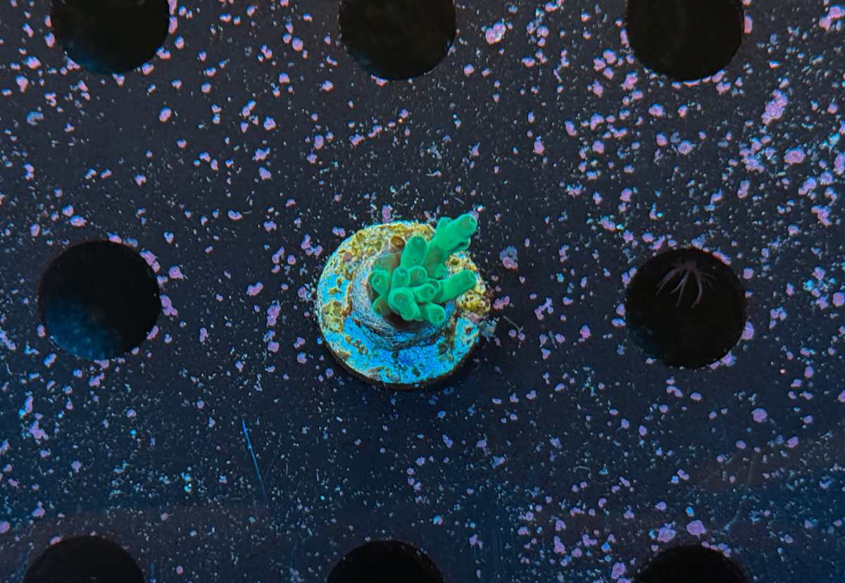 Acropora sp.