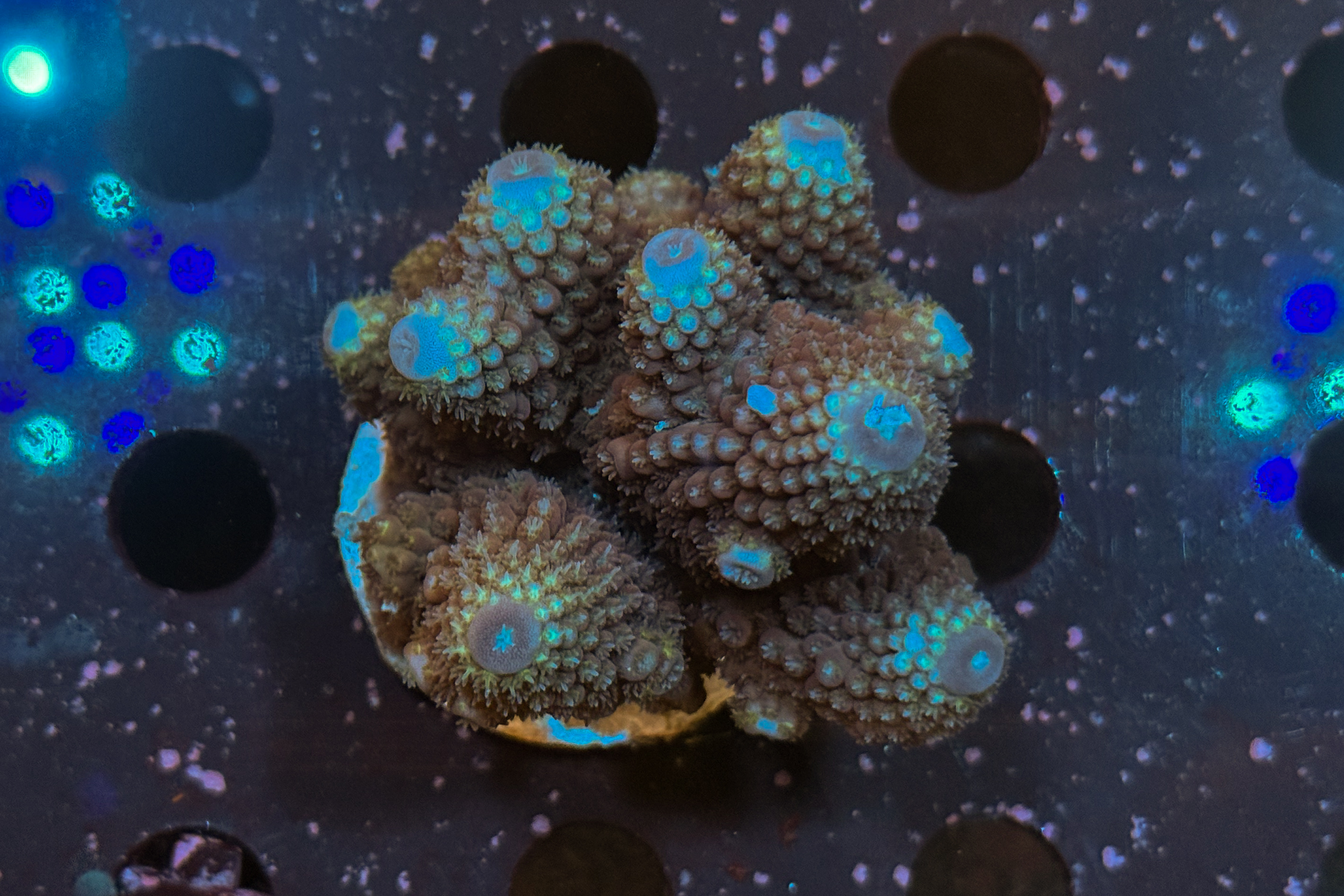 Acropora sp.