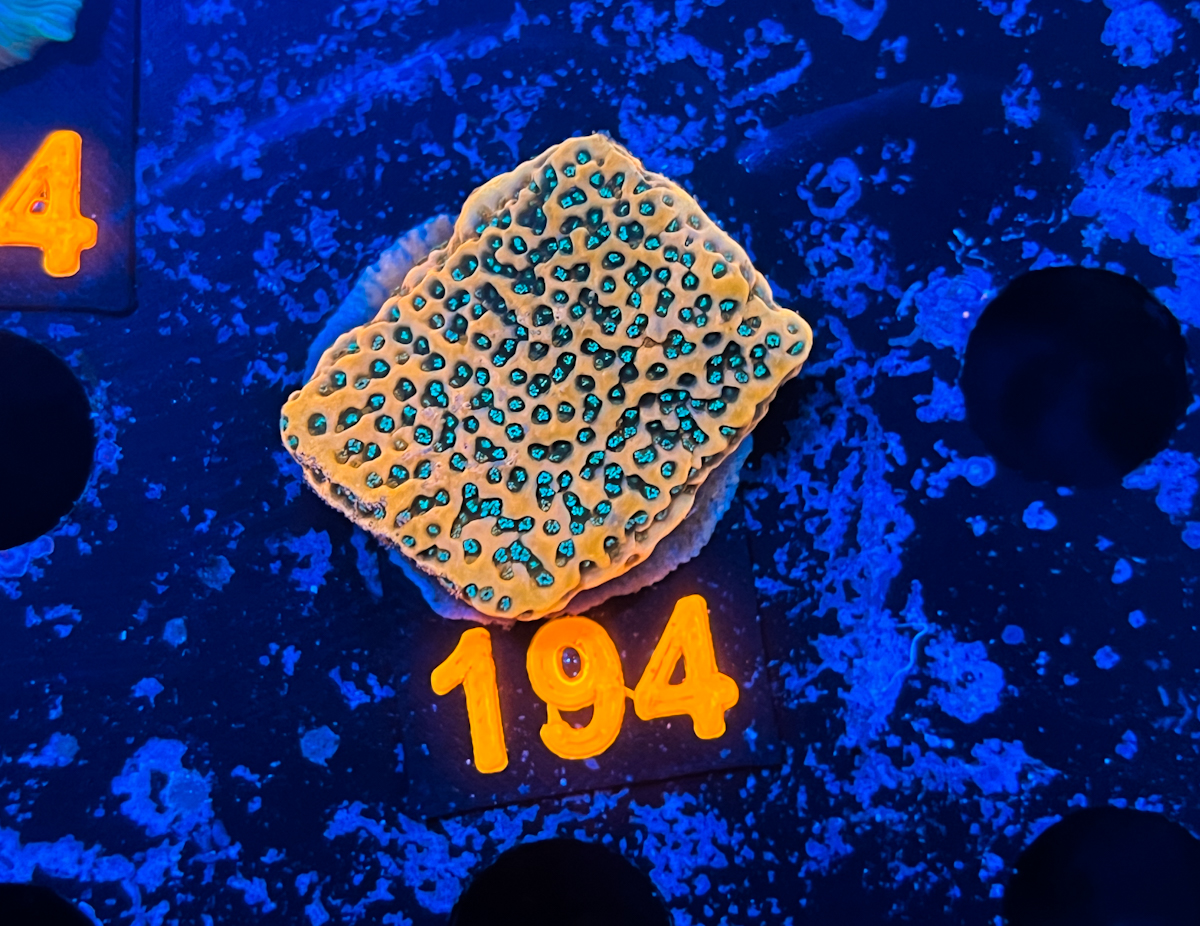 Montipora sp. CherryTree