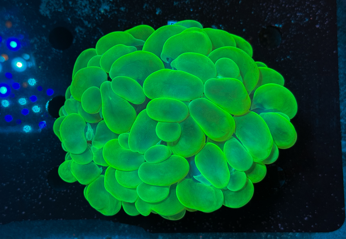 Plerogyra sinuosa Toxic Green