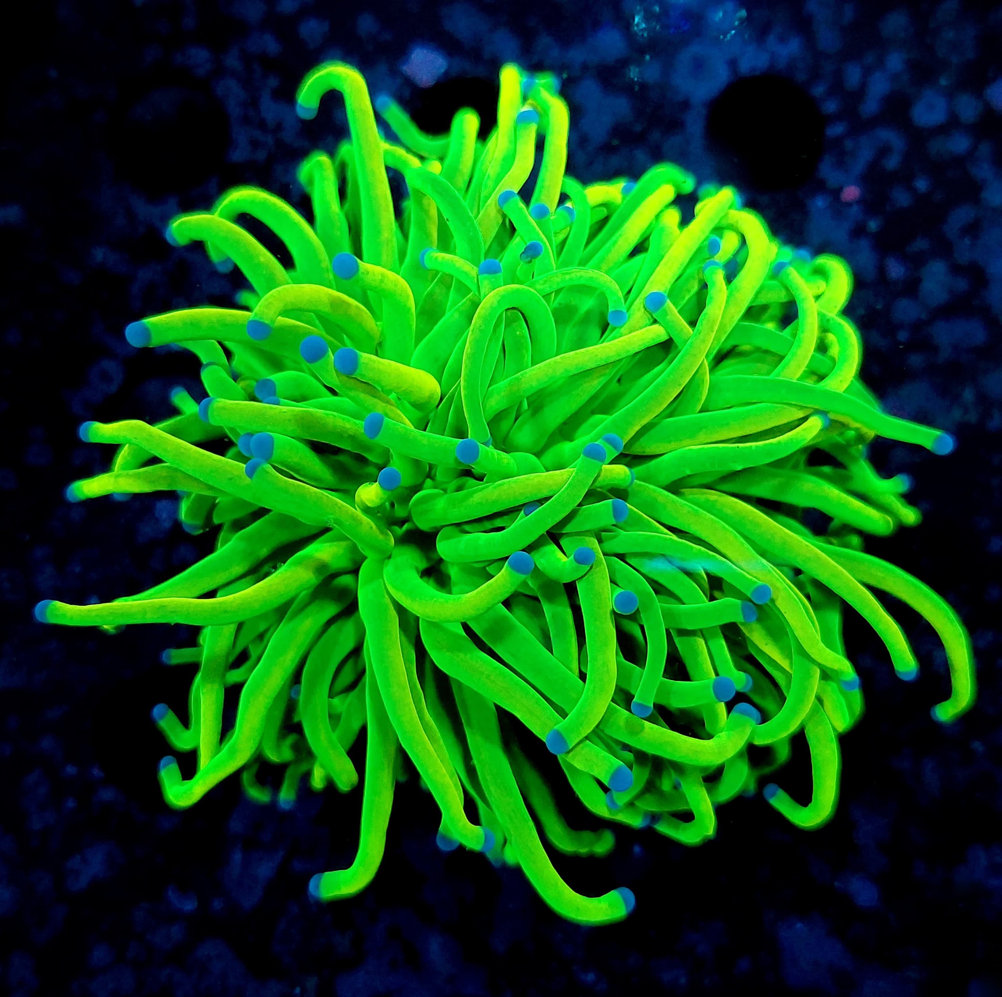 Euphyllia Glabrescens Holy Toxic