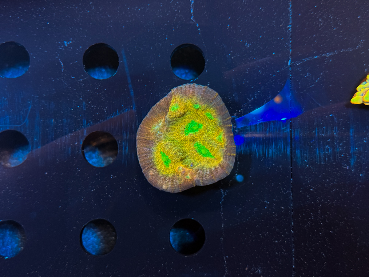 Chalice sp. Acid Eyes