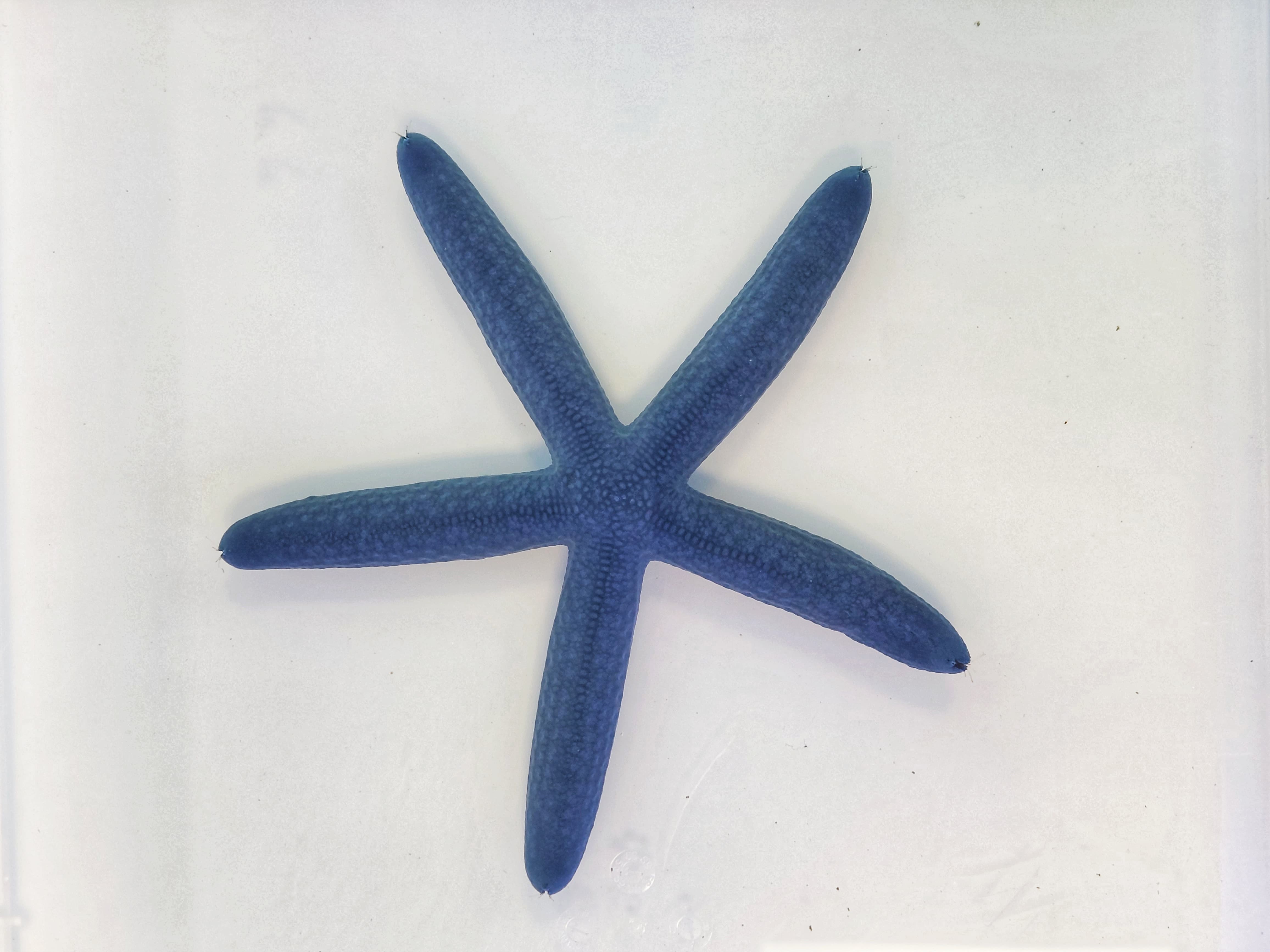 Linckia laevigata - Blauer Seestern