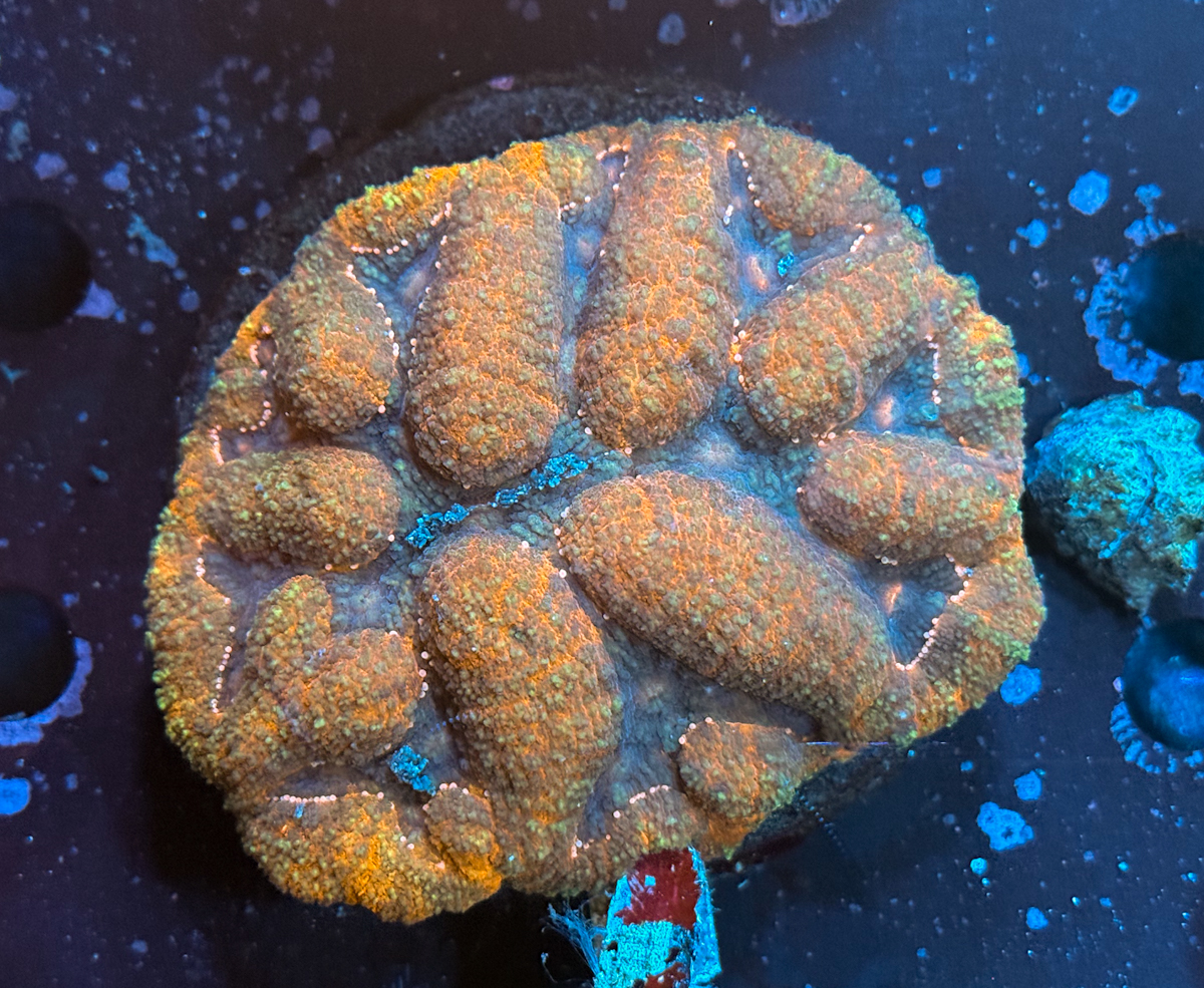 Lobophyllia spp. Orange Brain