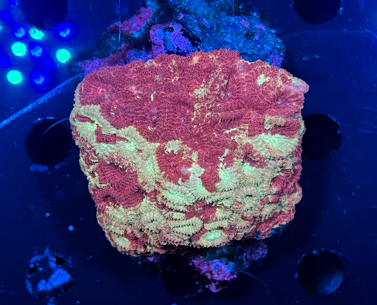 Favites sp. Multicolor