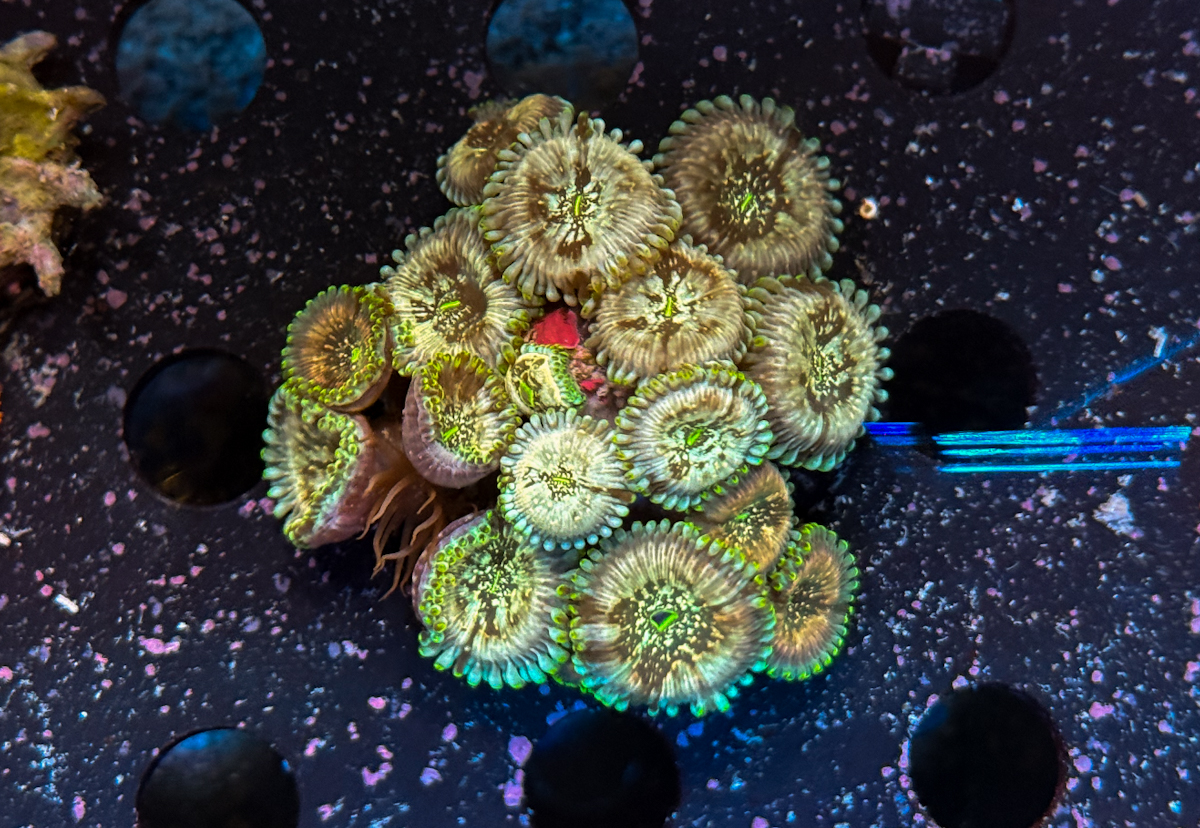 Zoanthus sp. Hawaiian people eater