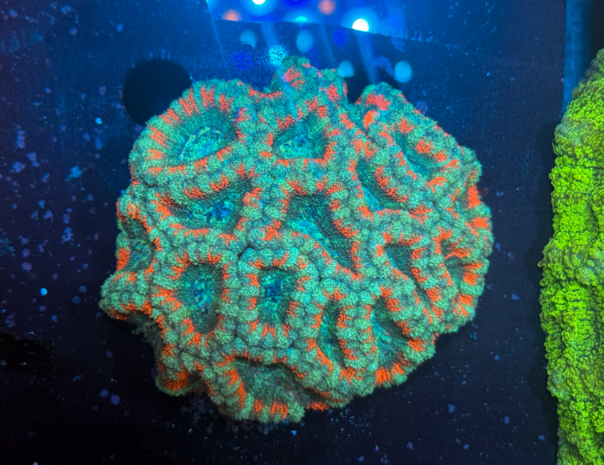 Acanthastrea sp. Red Stripes Acanthastrea sp. Red Stripes