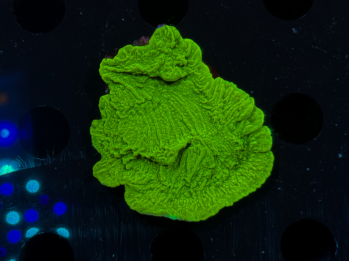 Montipora sp. Acid Base