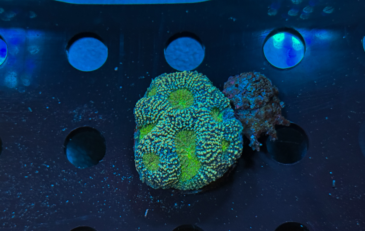 Favia sp. Green Storm