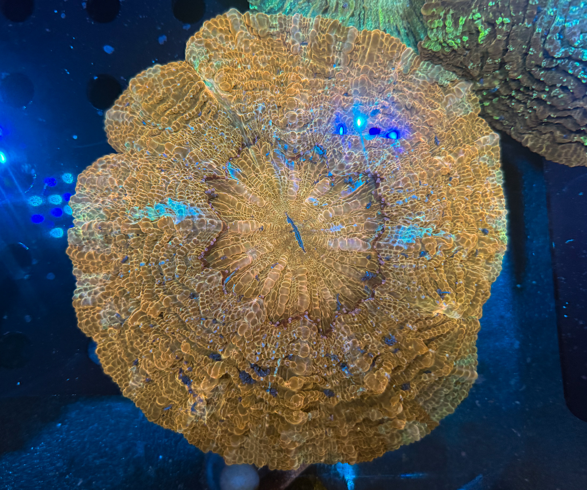 Acanthophyllia sp. Gold