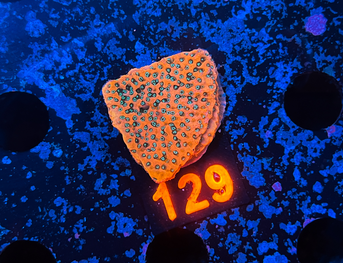 Montipora sp. CherryTree
