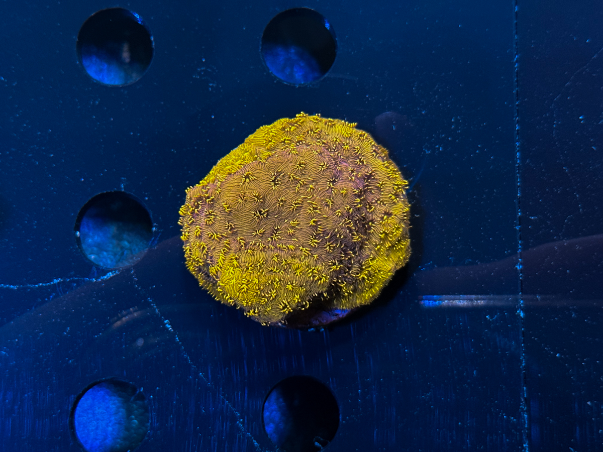 Pavona maldivensis Orange