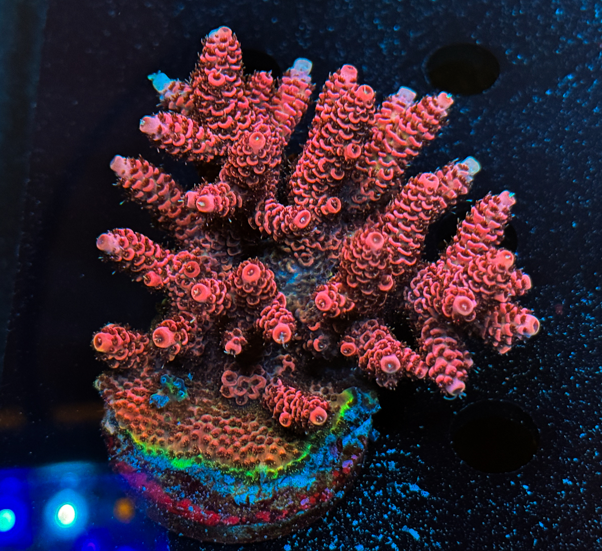 Acropora Millepora