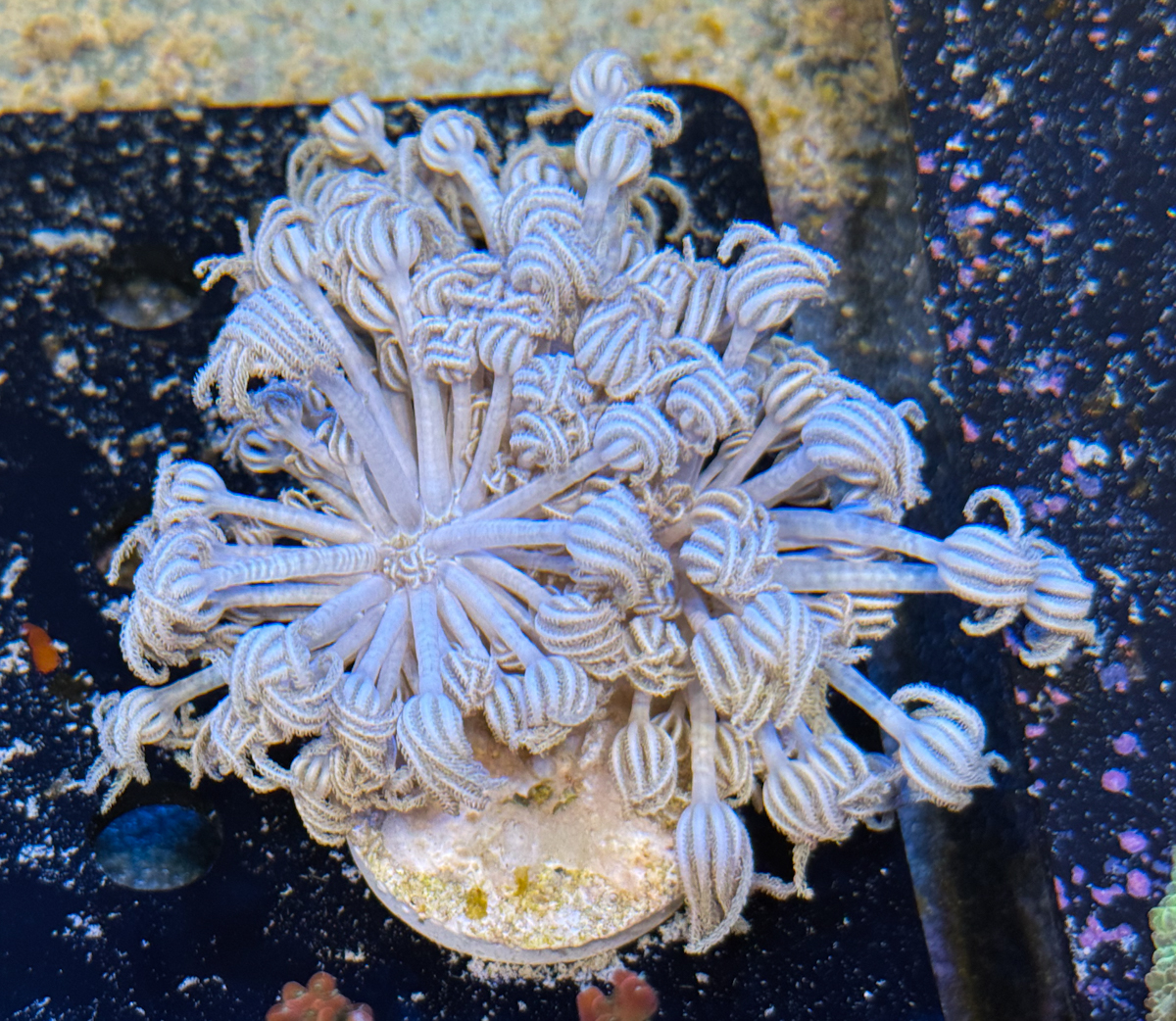 Kugelkopf Xenia