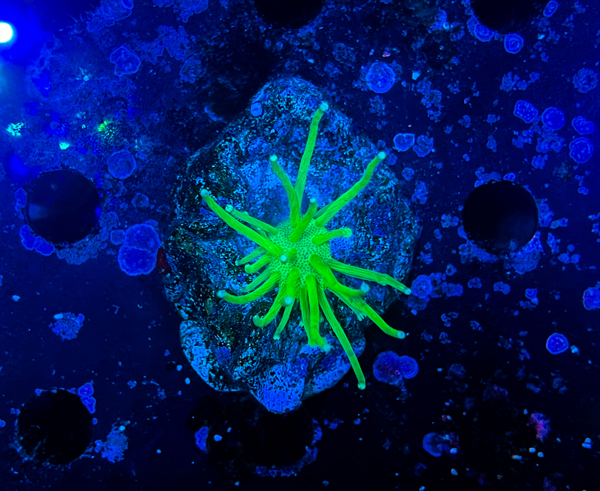Sarcophyton sp. South China Tood