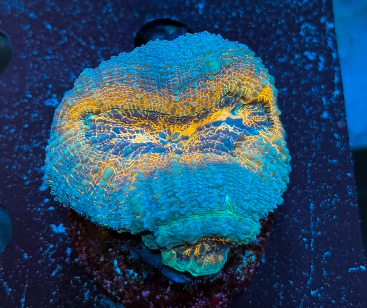 Lobophyllia sp. Orange