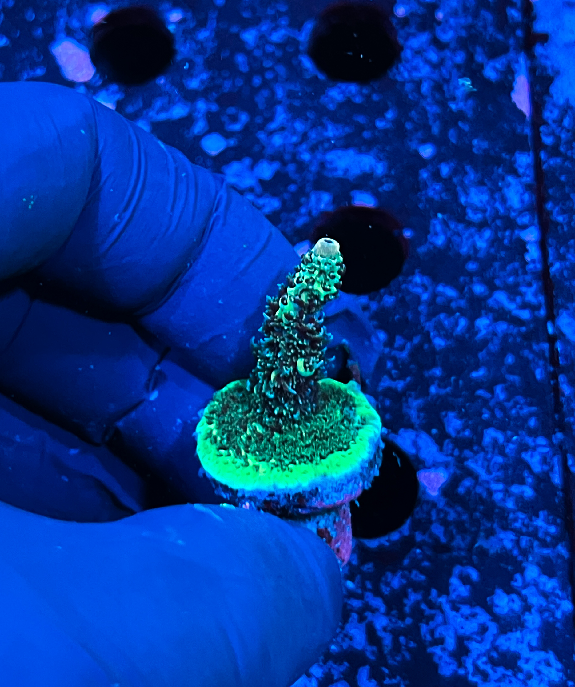 Acropora sp. 