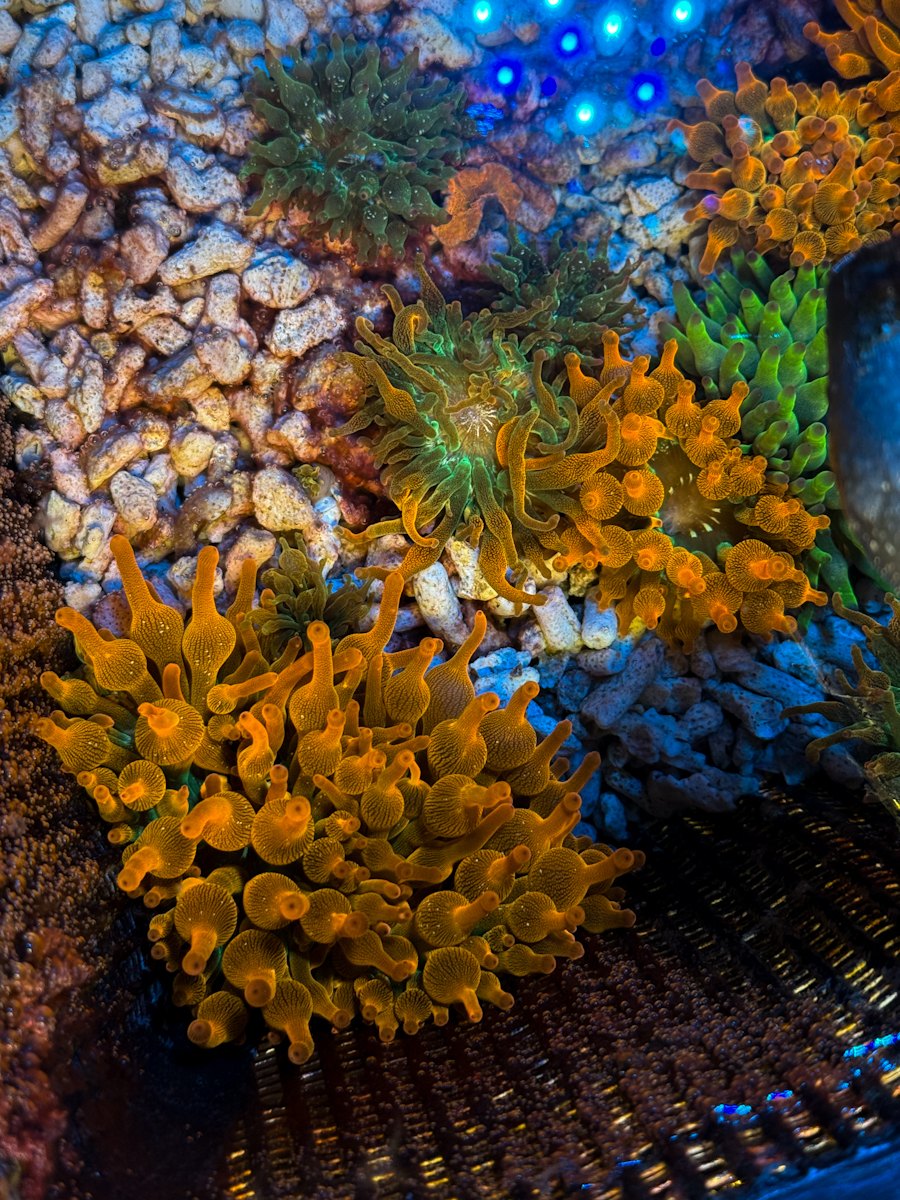Entacmaea quadricolor - Blasenanemone