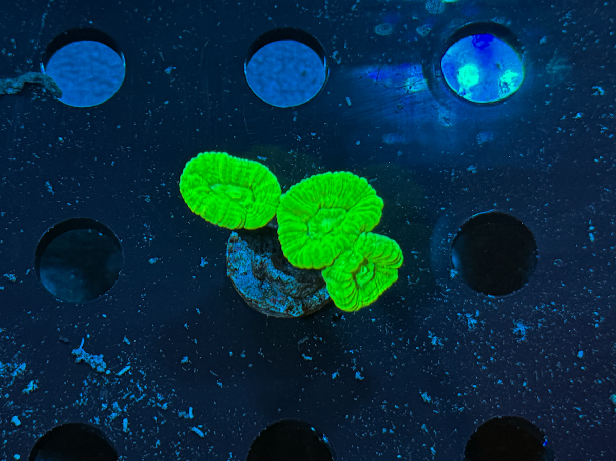 Caulastrea sp. Neon Green