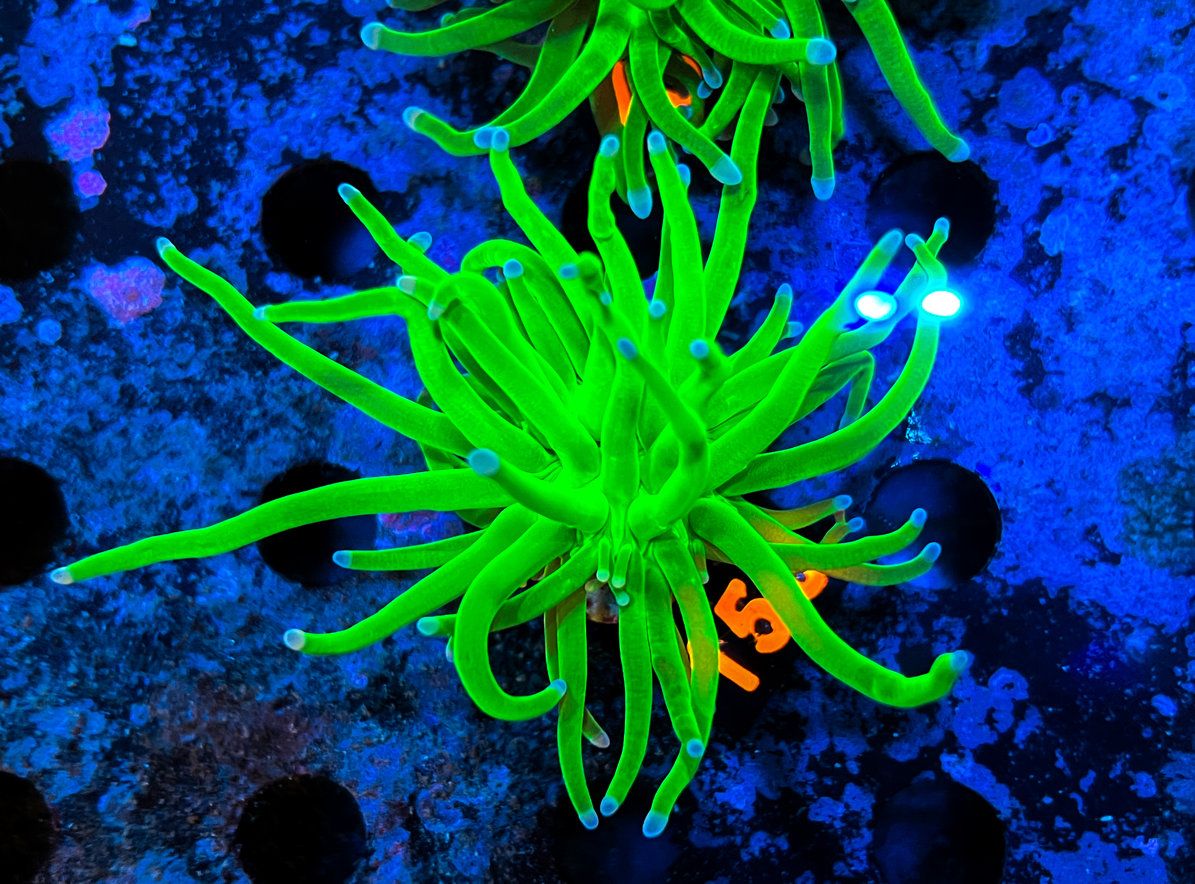 Euphyllia Glabrescens Green