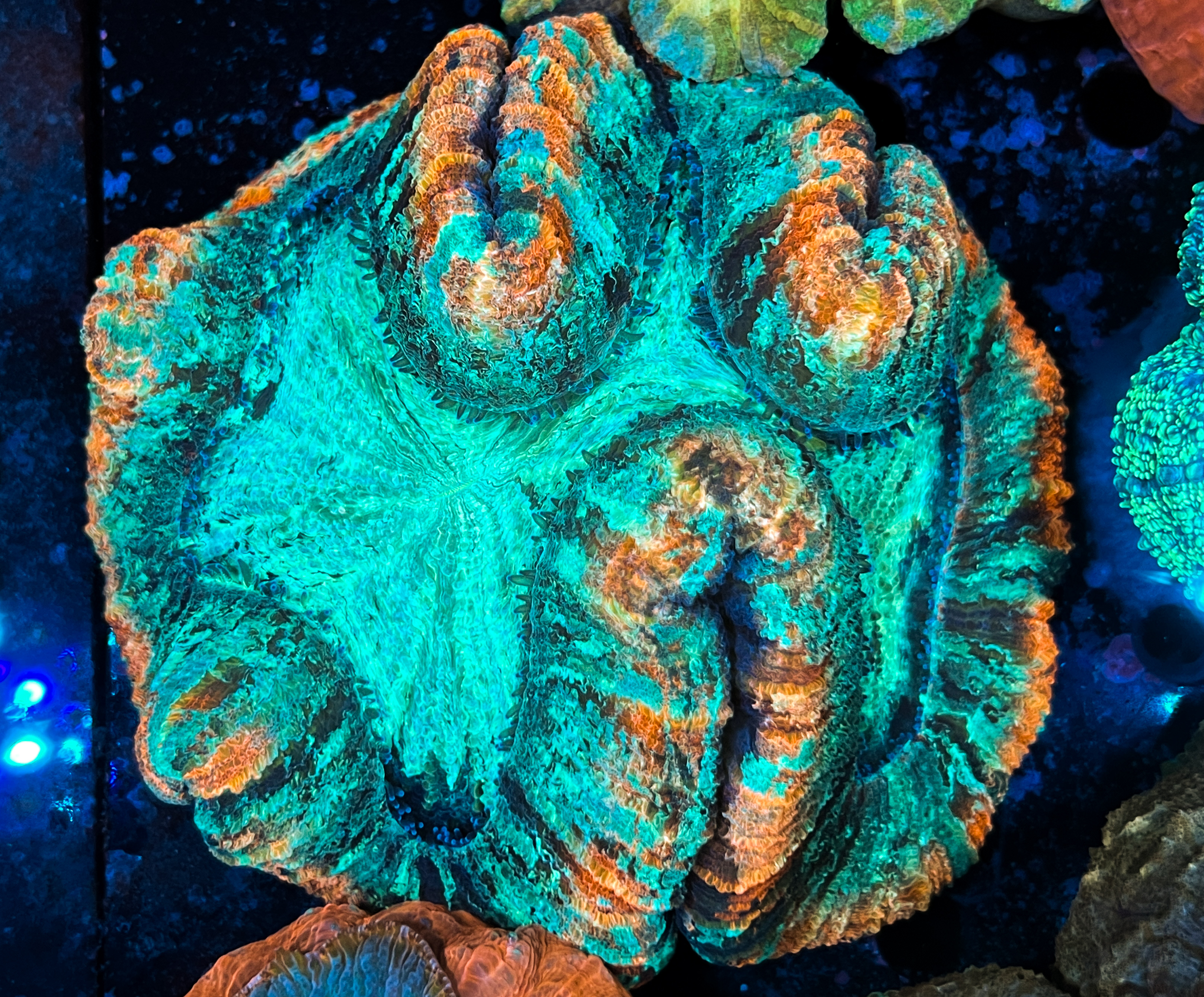 Trachyphyllia sp. Red Rim Large