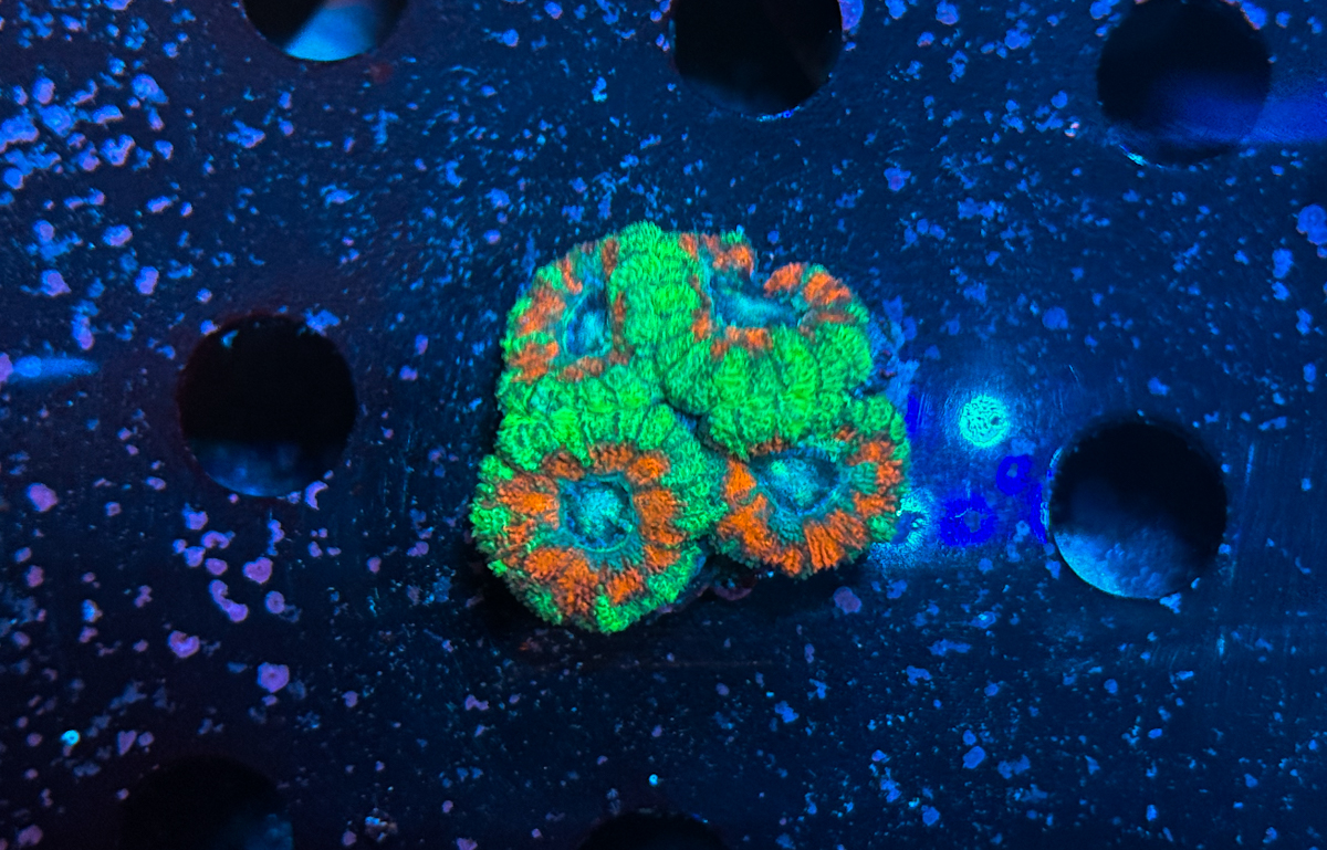 Acanthastrea sp.