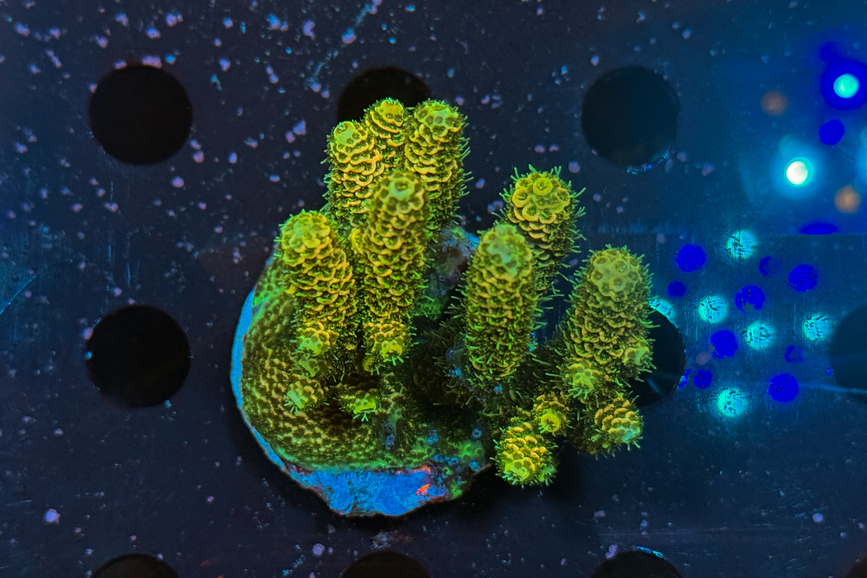 Acropora Millepora