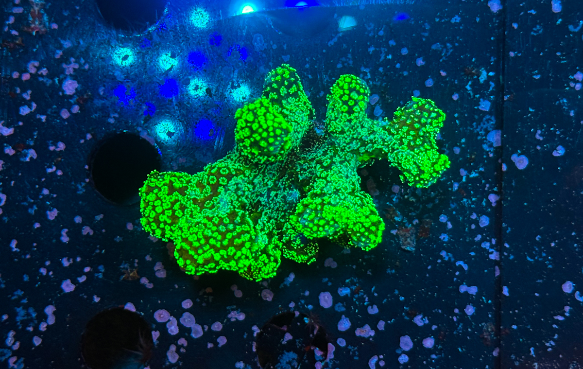 Stylophora pistillata Grün