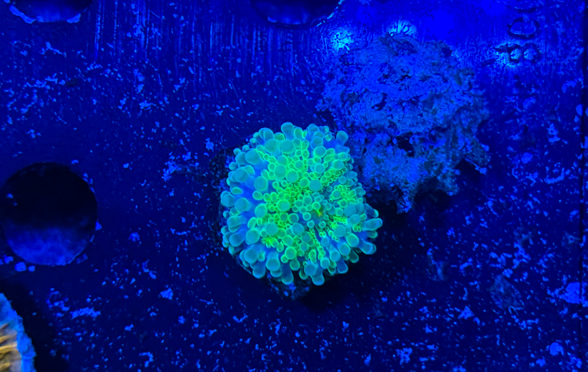 Ricordea Yuma Green